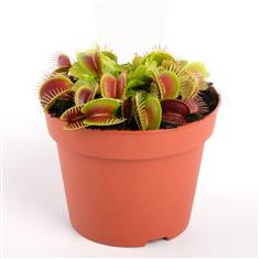 Venus Fly Trap