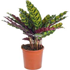 50cm Calathea Rattlesnake 
