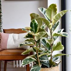 4ft Variegated Rubber Plant